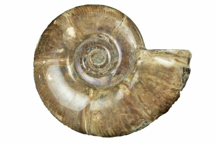 Polished Ammonite (Argonauticeras) Fossil - Iridescent Shell #252787